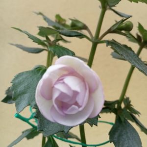 Frumoasa Necunoscuta