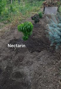 Nectarin pitic 2023