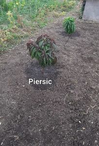 Piersic rosu 2023