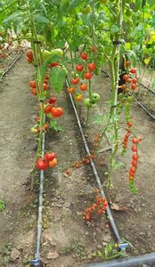 Magnus si cherry; Foarte productive si rezistente la boli
