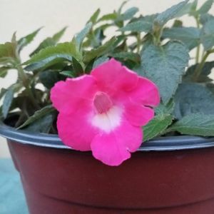 Rosy Frost