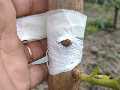 Altoire in T , altoiul chip; Sfârșit de mai
