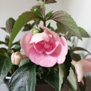 Double Pink Rose