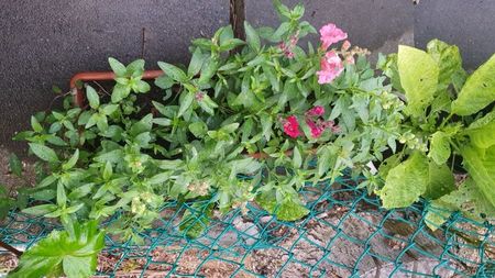 IMG-20230725-WA0072