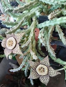 Orbea variegata