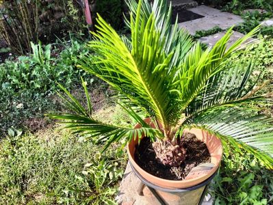 cycas