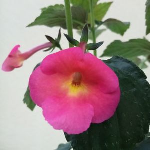 Peach Cascade