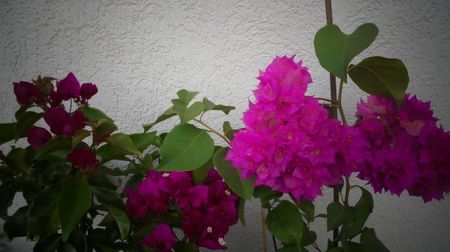 Bougainvillea,minunata!