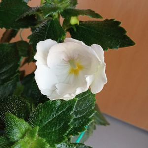 White Glory