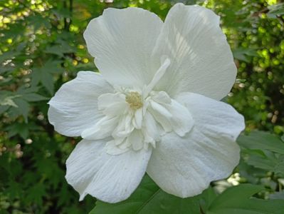 White Chiffon