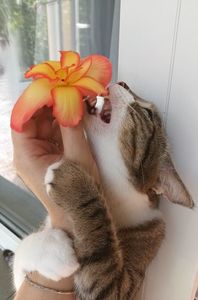 :)))); Cam acesta este motivul pentru care florile mele sunt la inaltime... sa nu le atace maimuta! :)))
