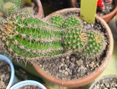 Chamaecereus hb Giulio 