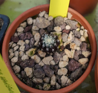 Discocactus horstii