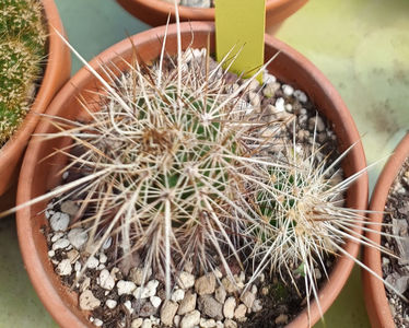 Echinocereus engelmanii ssp decumbens