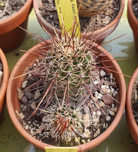 Echinocereus engelmanii v variegatus SB 844 Navajo Co 