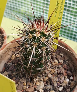 Echinocereus engelmanii variegatus