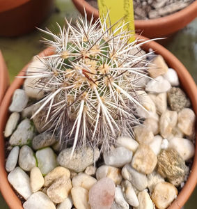 Echinocereus engelmannii var Lz851 