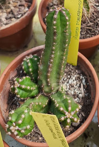 Echinocereus gentryi 