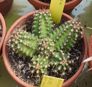 Echinocereus hb Fukai 