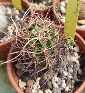 Echinocereus lindsayi 