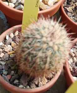 Echinocereus russanthus 