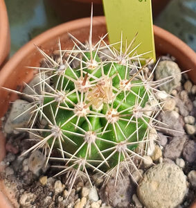 Echinocereus triglochidiatus var gonacanthus 