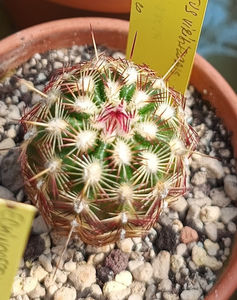 Echinocereus viridiflorus ssp correllii 