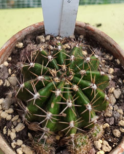 Echinopsis battiato