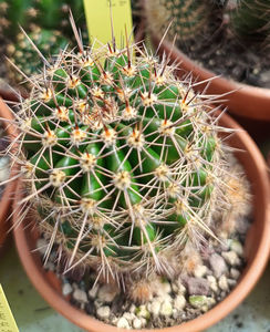 Echinopsis hb Icarus