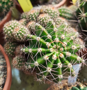 Echinopsis hb Spring Blush