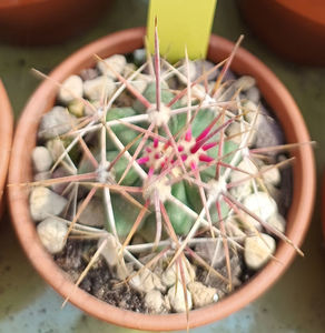 Ferocactus acanthodes 