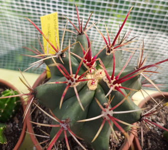 Ferocactus gracilis sps coloratus 