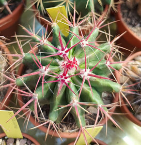 Ferocactus pilosus 