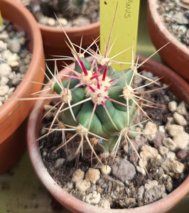 Ferocactus rectispinus peninsulae 