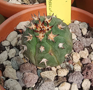 Gymnocalycium spegazzinii v unguispinum 