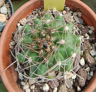 Matucana calliantha 