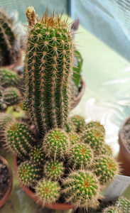 Trichocereus lobivioides v grandiflorum