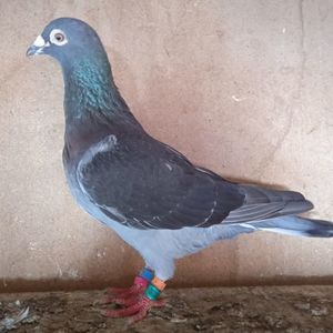 Mascul 18-392....-15 lei
