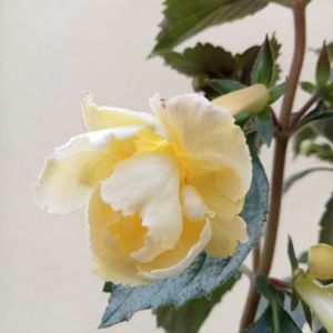 Yellow English Rose