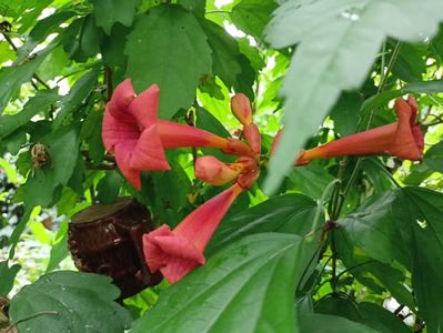 Campsis