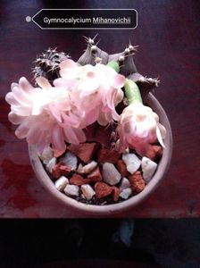 Gymnocalycium Mihanovichii; Înflorit 07.08.2023
