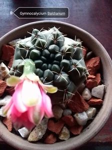 Gymnocalycium Baldianum; Inflorit 07.08.2023
