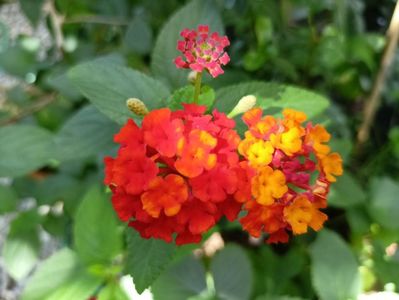 Lantana