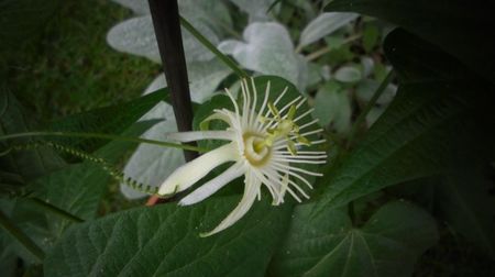 "Capsularis vanilla cream",gingasia-ntruchipata