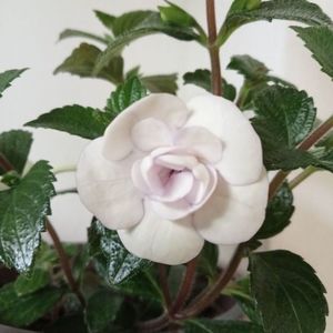 Double Picotee Rose