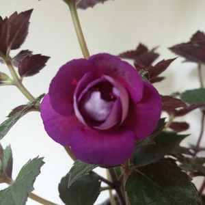 Purple Mystery