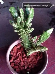 Opuntia Monacantha Variegata