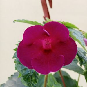 RFs Mexican Velvet Burgundy