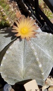 Astrophytum myriostigma