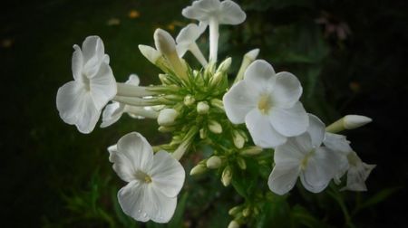 Phlox